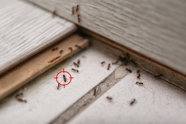 Best Best Pest Control Near Me  in New Cordell, OK