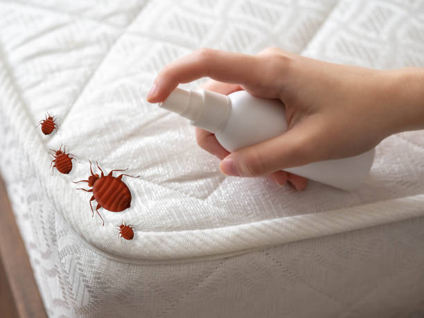 Best Bed Bug Extermination  in New Cordell, OK