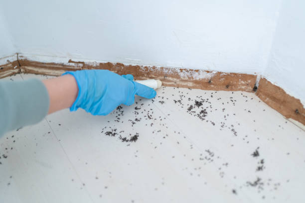 Best Local Pest Control Services  in New Cordell, OK